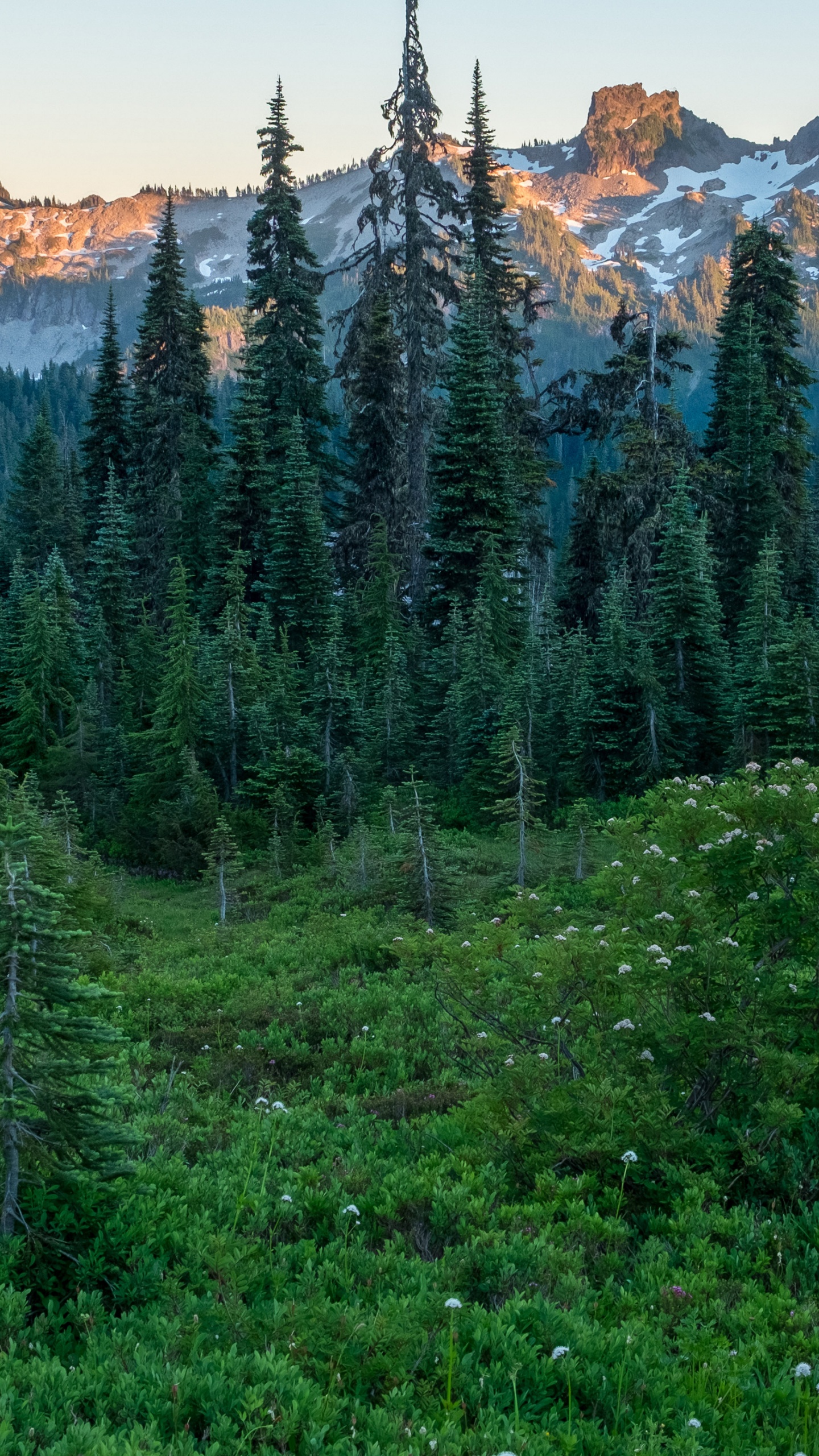 Green Pine Trees Near Brown Mountain During Daytime. Wallpaper in 1440x2560 Resolution