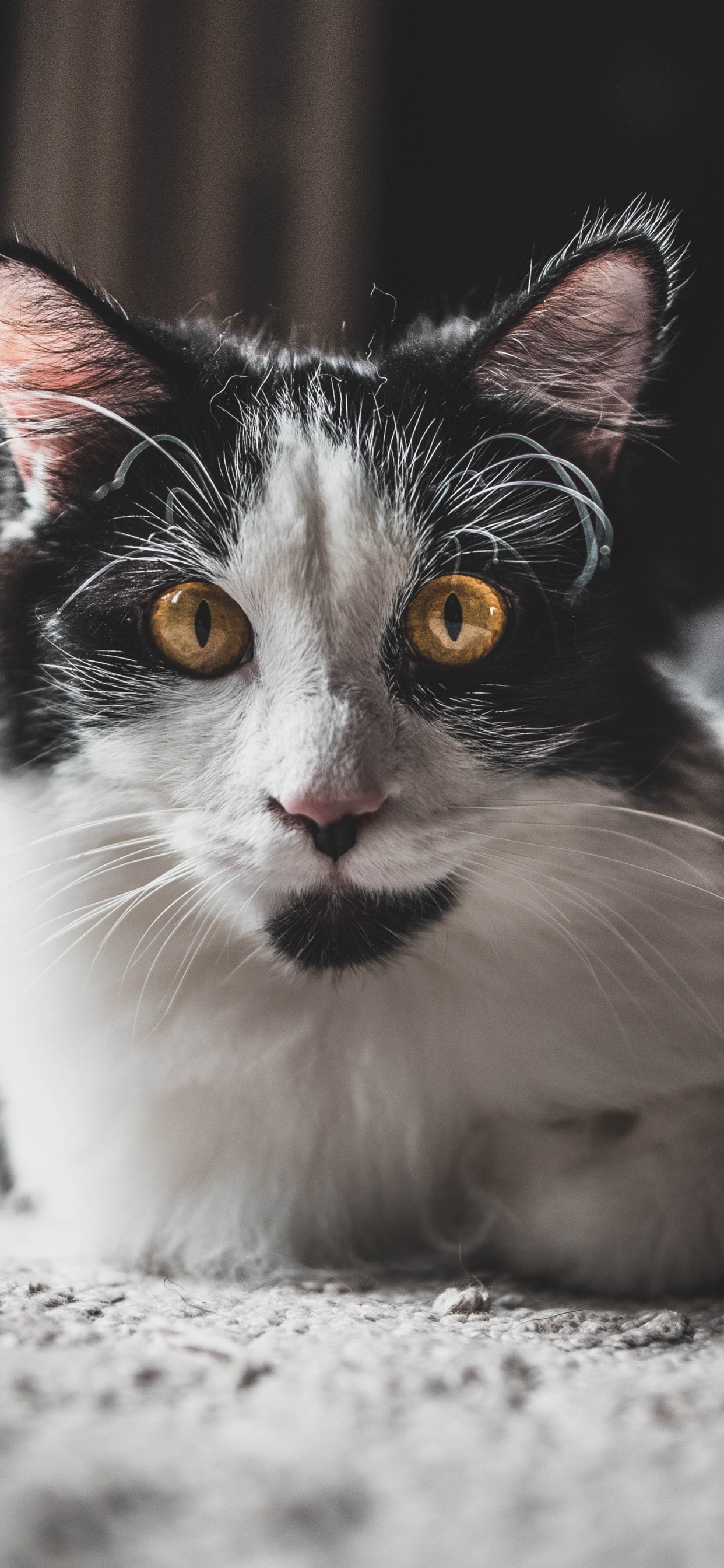 Gato de Pelo Largo Blanco y Negro. Wallpaper in 1242x2688 Resolution