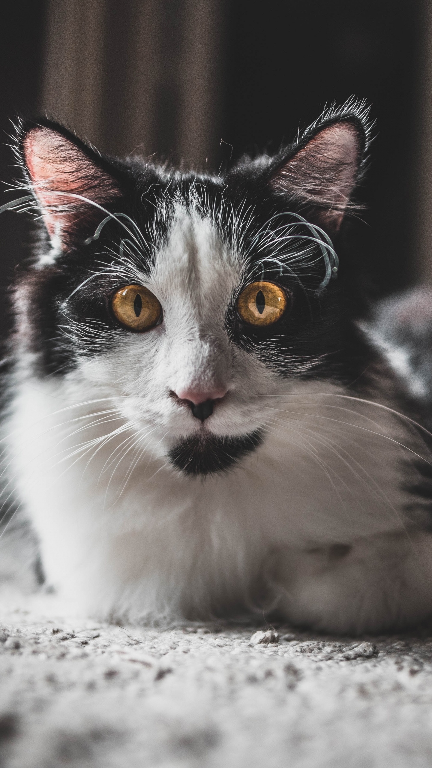 Weiße Und Schwarze Langfellkatze. Wallpaper in 1440x2560 Resolution