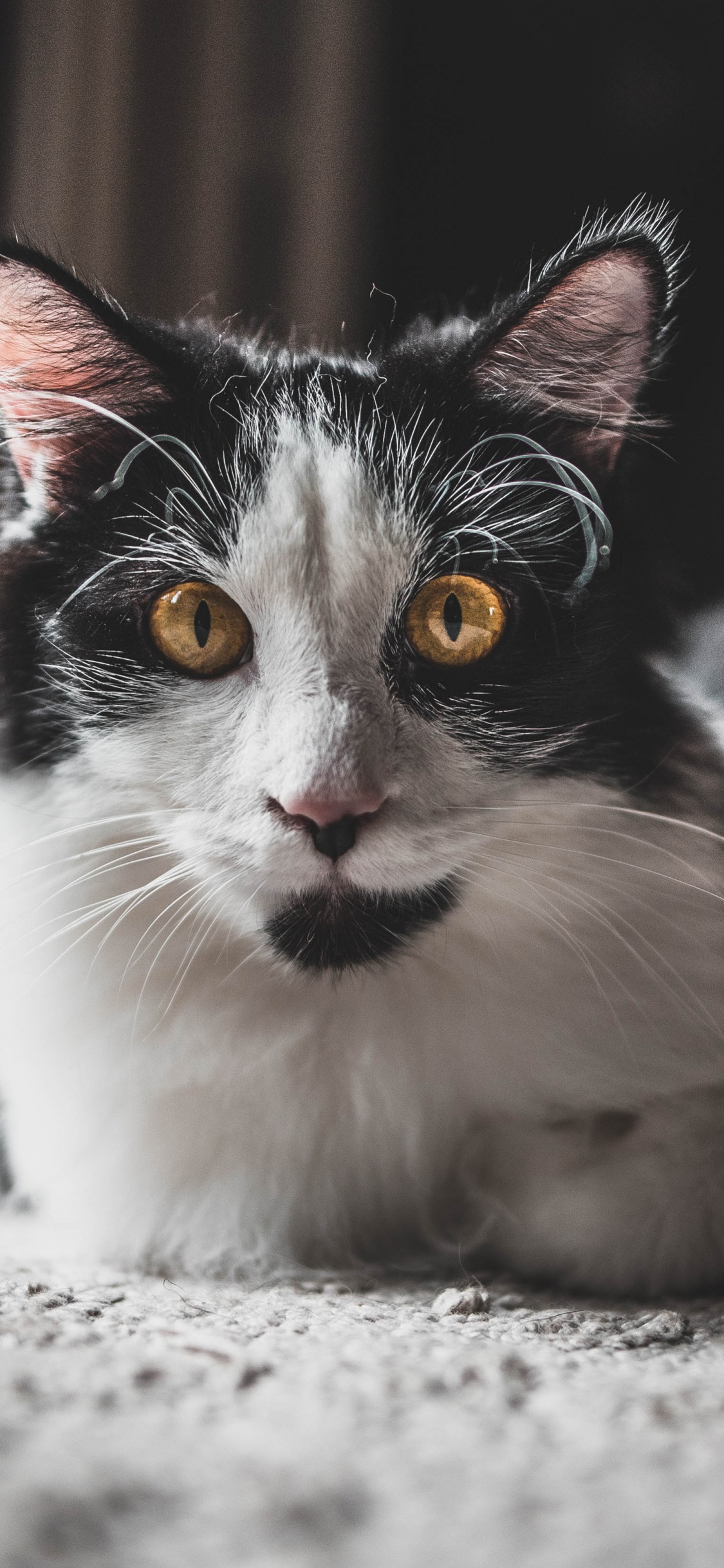 White and Black Long Fur Cat. Wallpaper in 1125x2436 Resolution