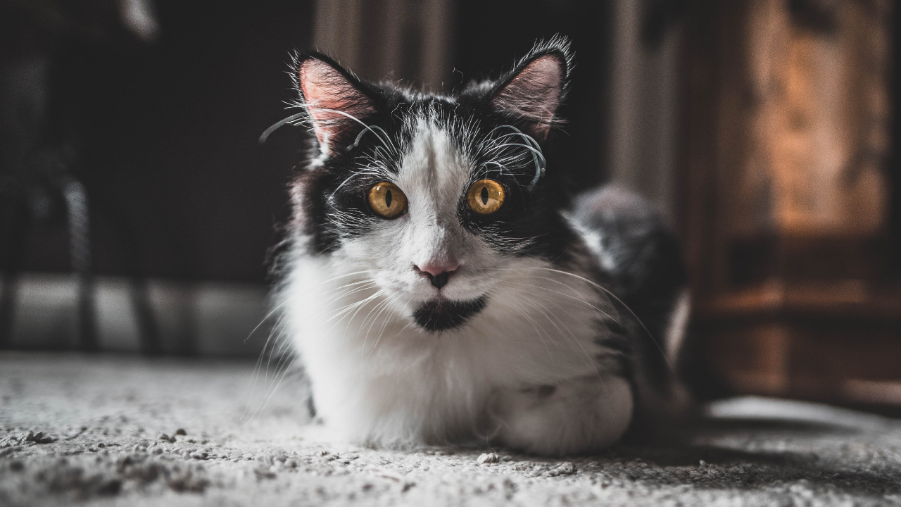 White and Black Long Fur Cat. Wallpaper in 1280x720 Resolution