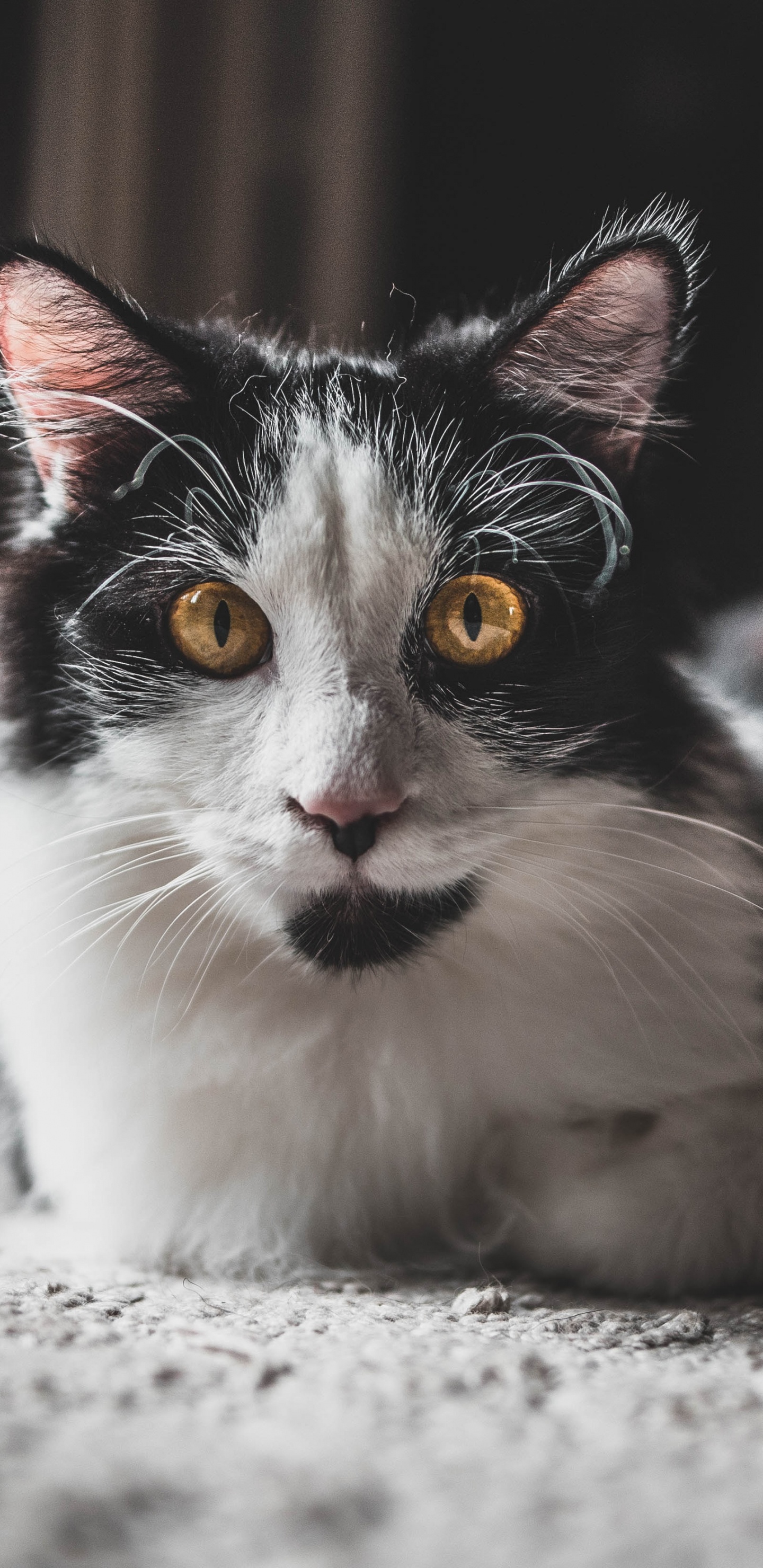 White and Black Long Fur Cat. Wallpaper in 1440x2960 Resolution