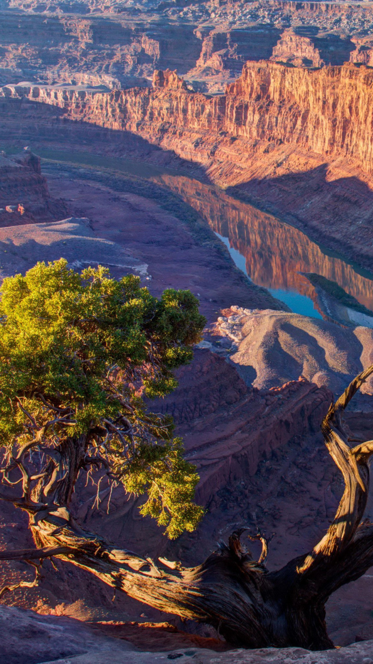 Brown Rocky Mountain With Green Trees During Daytime. Wallpaper in 750x1334 Resolution