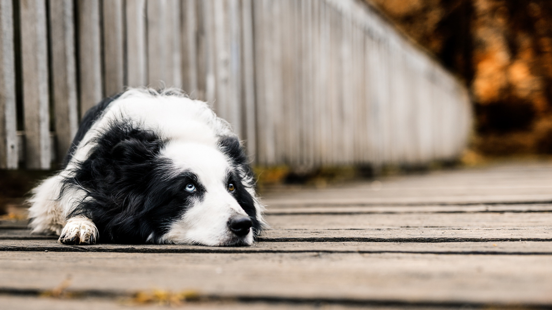 White and Black Border Collie Lying on Wooden Floor. Wallpaper in 1920x1080 Resolution