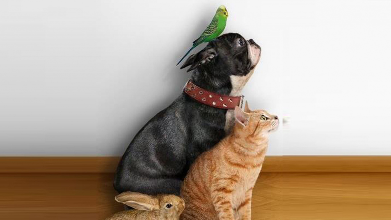 Chien à Poil Court Noir et Brun à Côté D'un Ours Brun en Peluche. Wallpaper in 1366x768 Resolution