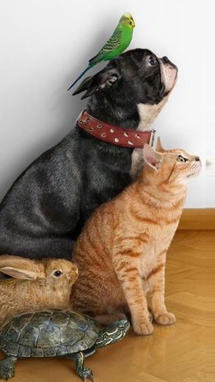 Perro de Pelo Corto Negro y Marrón Junto a un Oso Pardo de Peluche. Wallpaper in 720x1280 Resolution