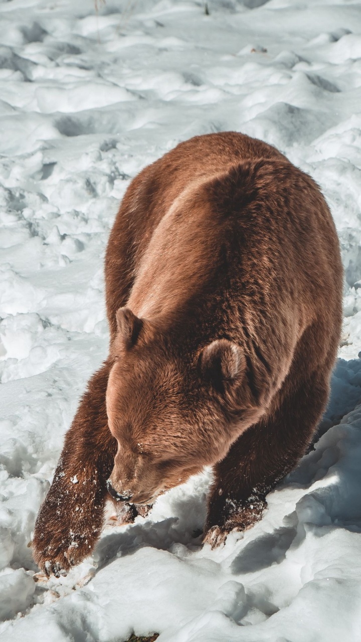 L'ours Brun, Grizzli, Ours Noir Américain, Panda, Neige. Wallpaper in 720x1280 Resolution
