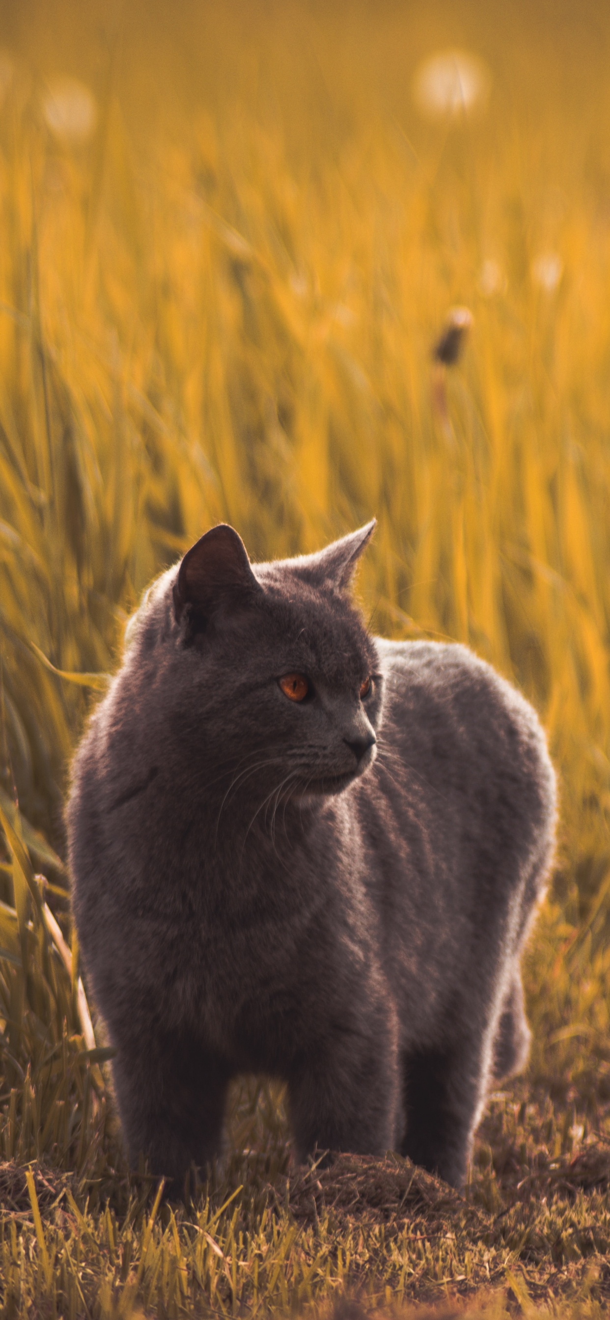 俄罗斯蓝色的, 黑色的猫, 草, 野生动物, 鲁斯 壁纸 1242x2688 允许