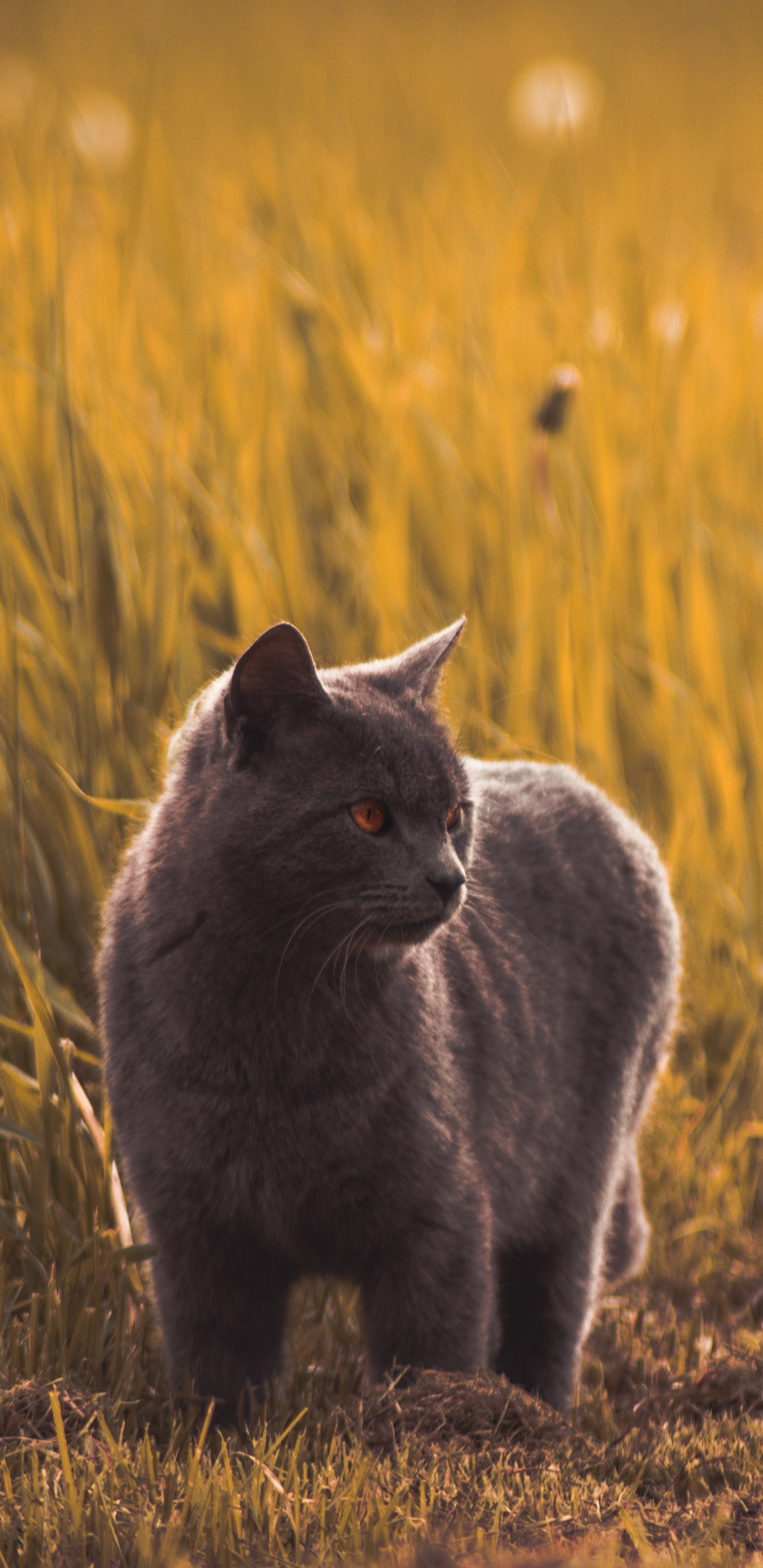 俄罗斯蓝色的, 黑色的猫, 草, 野生动物, 鲁斯 壁纸 1440x2960 允许