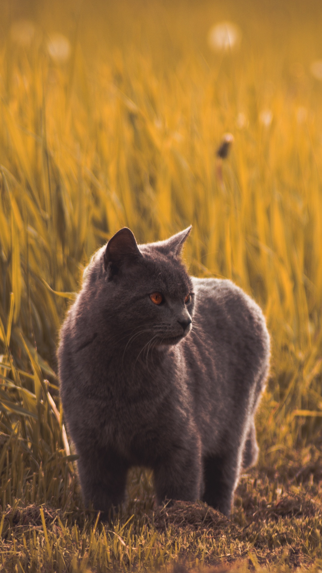 Graue Katze Auf Braunem Grasfeld Tagsüber. Wallpaper in 1080x1920 Resolution