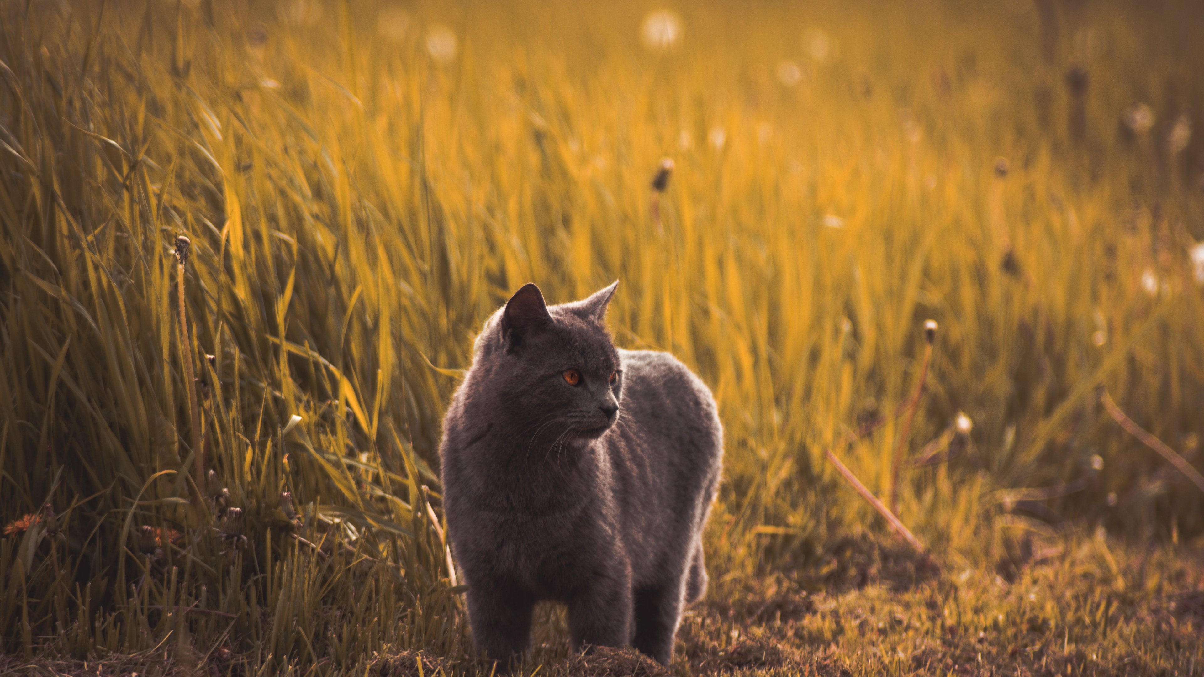 Graue Katze Auf Braunem Grasfeld Tagsüber. Wallpaper in 3840x2160 Resolution