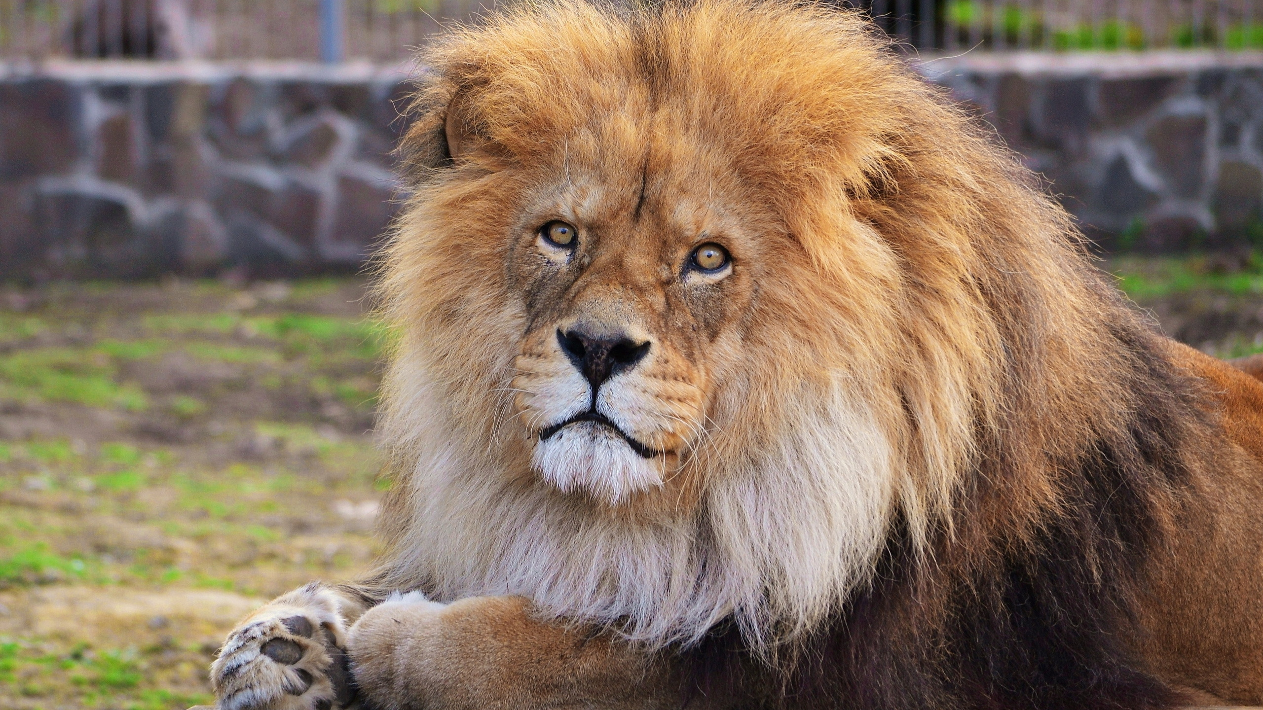 Lion Couché Sur L'herbe Verte Pendant la Journée. Wallpaper in 2560x1440 Resolution
