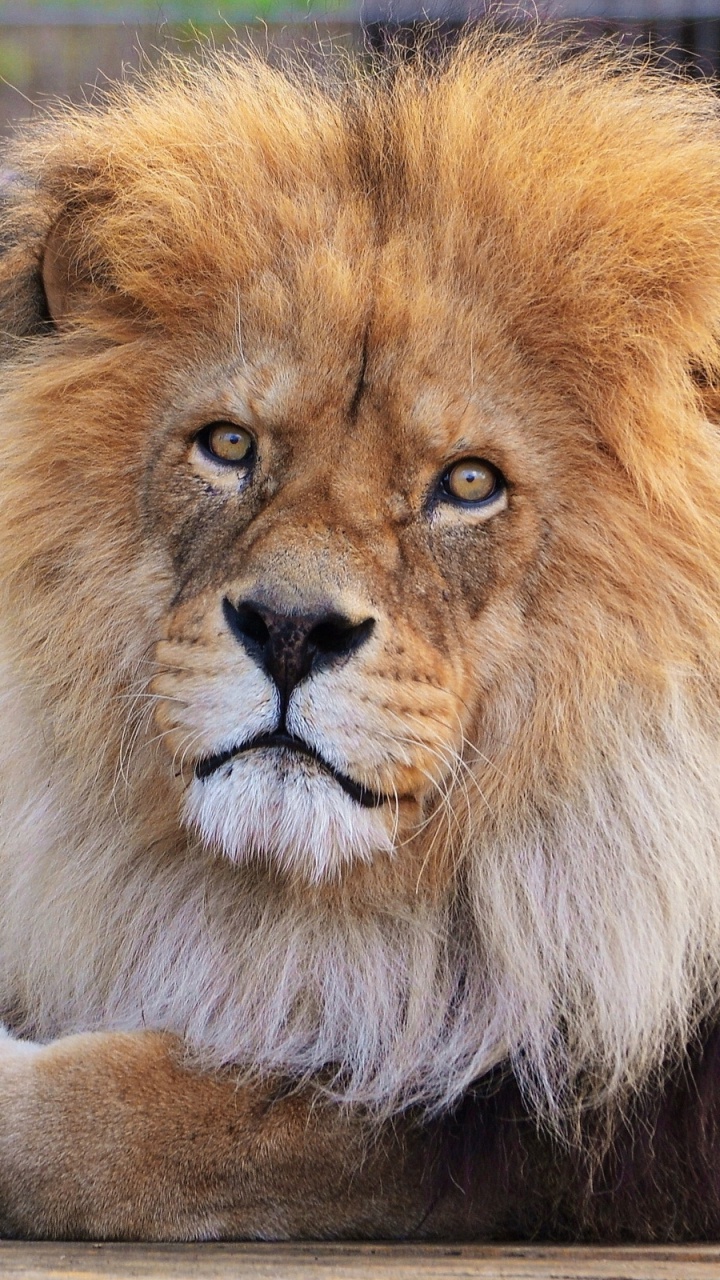 Lion Couché Sur L'herbe Verte Pendant la Journée. Wallpaper in 720x1280 Resolution