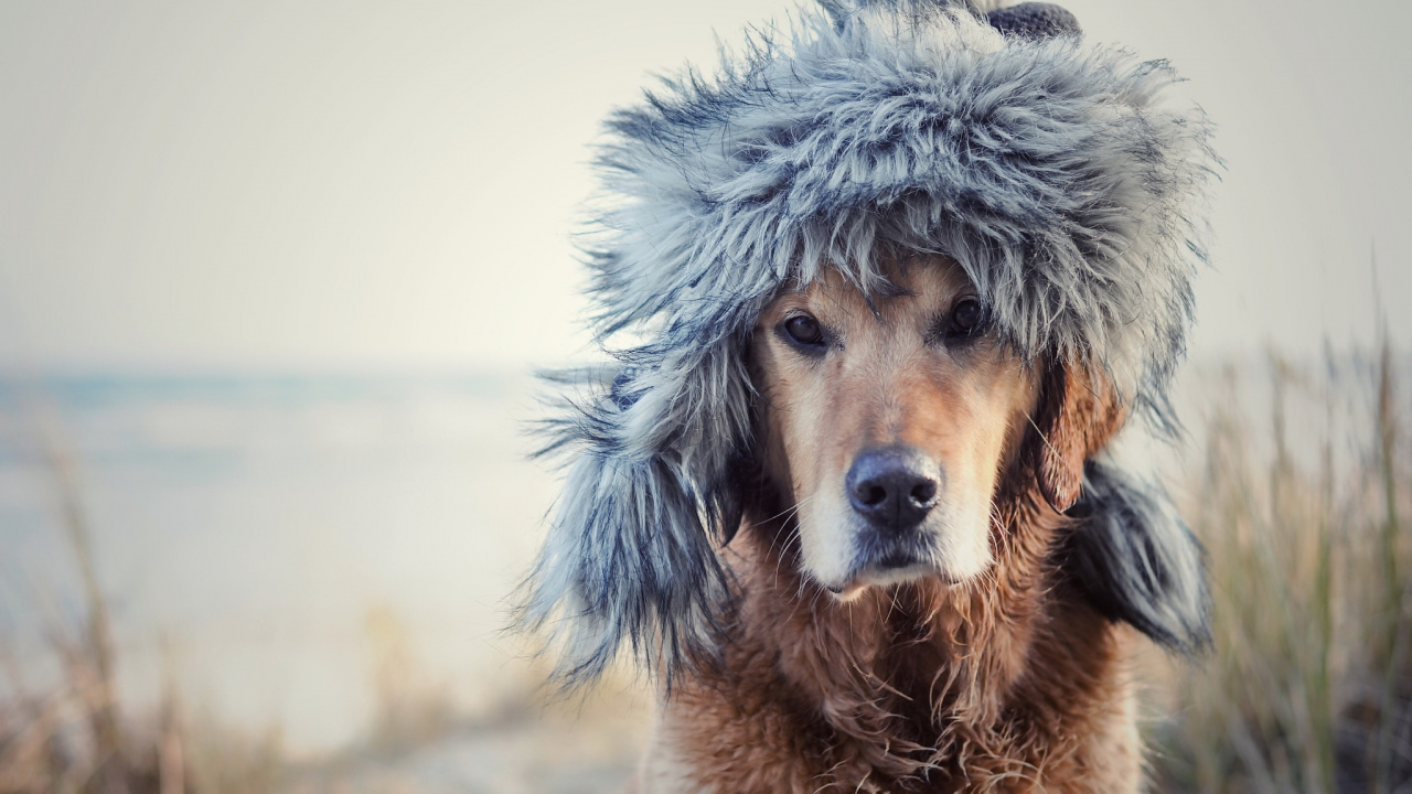 Brown and Gray Fur Coat. Wallpaper in 1280x720 Resolution