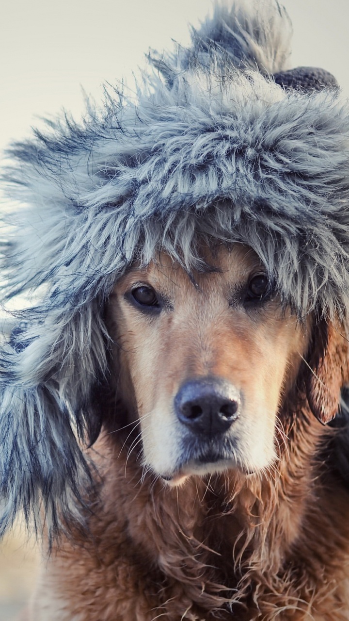 Brown and Gray Fur Coat. Wallpaper in 720x1280 Resolution