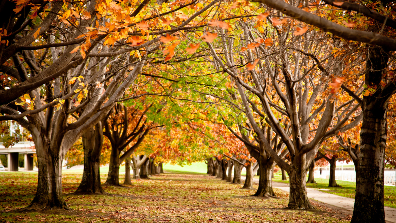 Arbres Bruns et Verts Sur le Terrain D'herbe Verte Pendant la Journée. Wallpaper in 1366x768 Resolution
