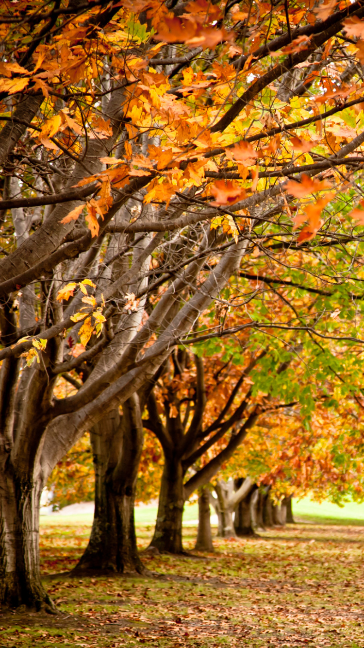 Arbres Bruns et Verts Sur le Terrain D'herbe Verte Pendant la Journée. Wallpaper in 750x1334 Resolution