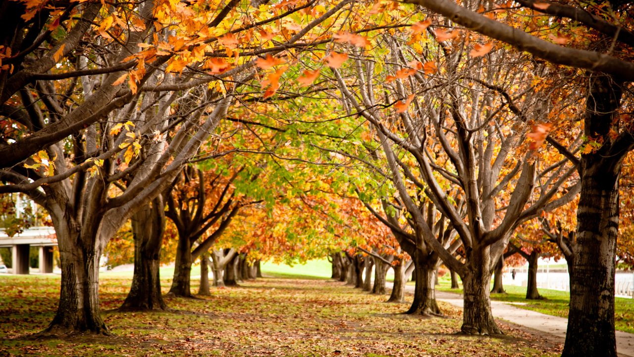 Brown and Green Trees on Green Grass Field During Daytime. Wallpaper in 1280x720 Resolution
