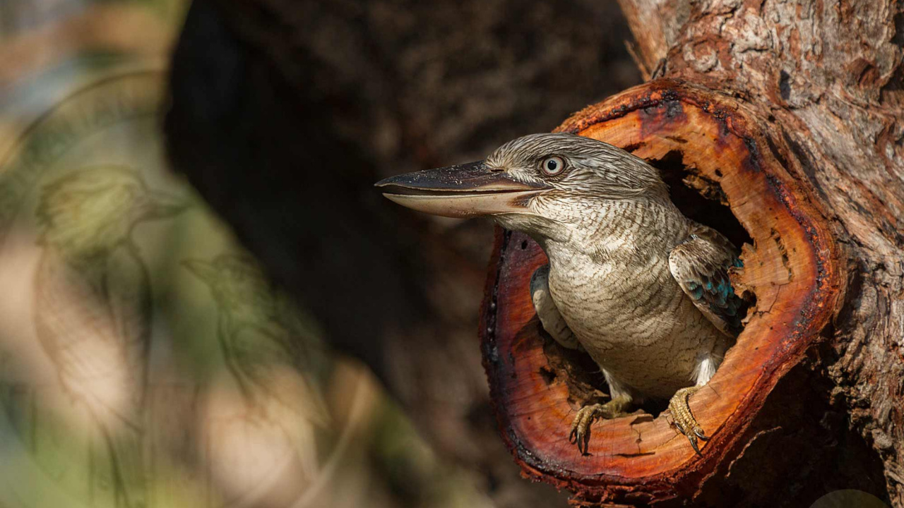 Oiseau Brun et Gris Sur Une Branche D'arbre Brun. Wallpaper in 1280x720 Resolution