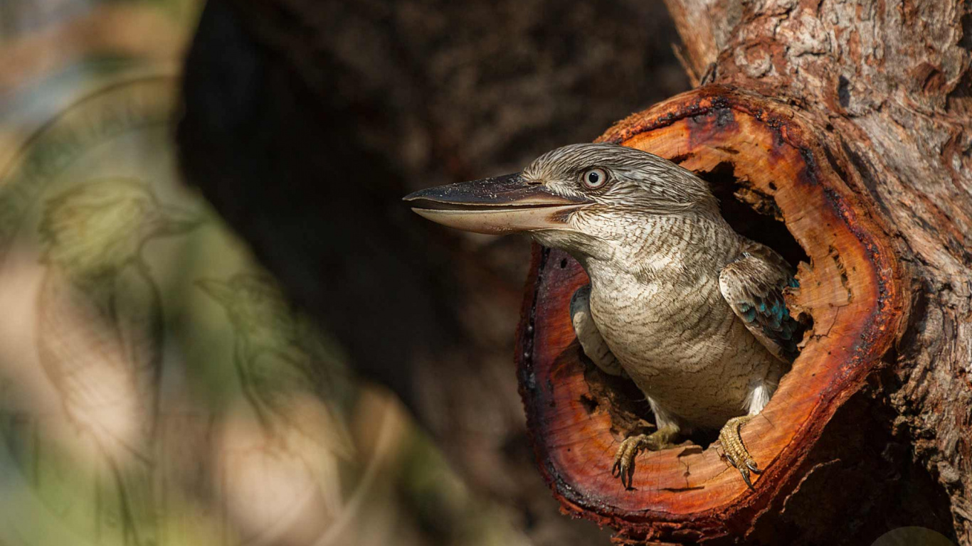 Oiseau Brun et Gris Sur Une Branche D'arbre Brun. Wallpaper in 1366x768 Resolution