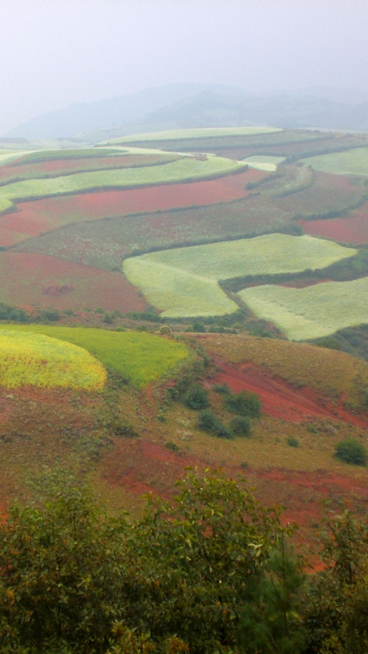 Green and Brown Grass Field During Daytime. Wallpaper in 750x1334 Resolution