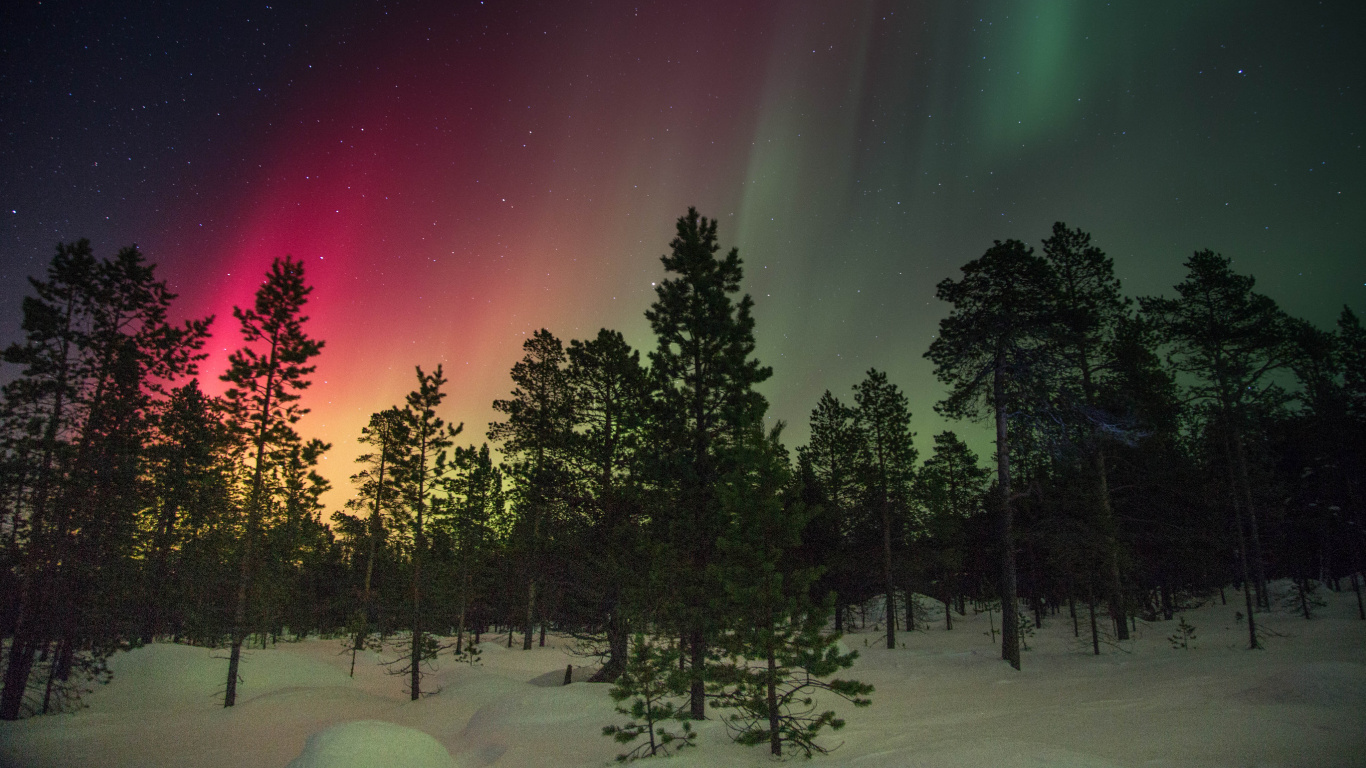 Árboles Verdes en Suelo Cubierto de Nieve Bajo la Noche Estrellada. Wallpaper in 1366x768 Resolution