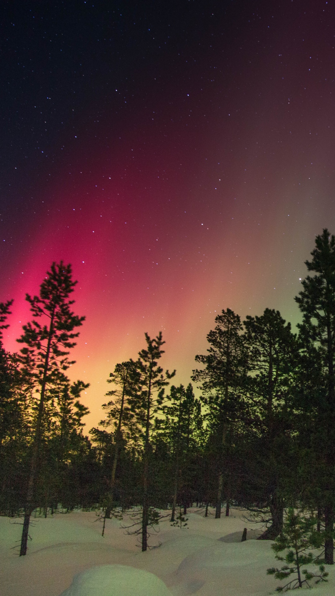 Green Trees on Snow Covered Ground Under Starry Night. Wallpaper in 1080x1920 Resolution