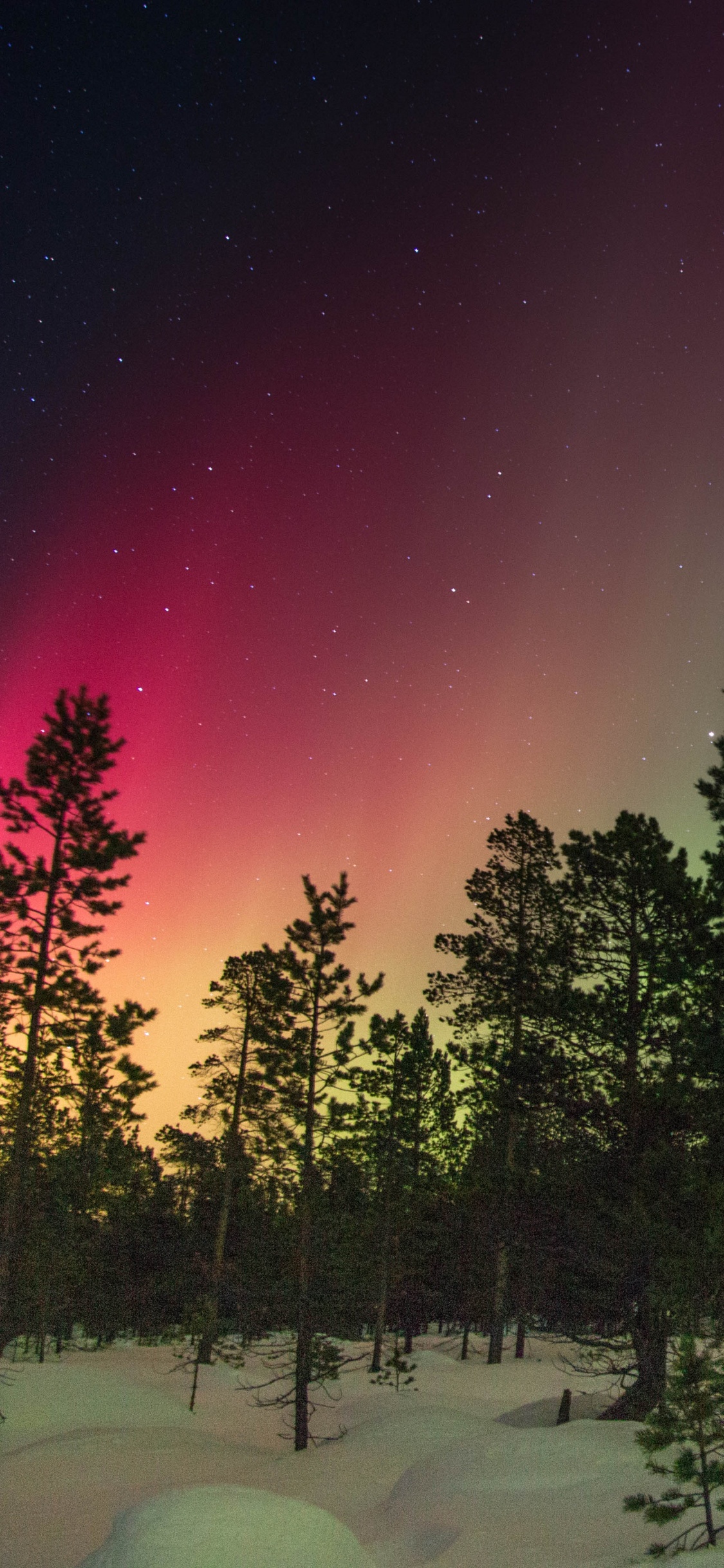 Green Trees on Snow Covered Ground Under Starry Night. Wallpaper in 1125x2436 Resolution