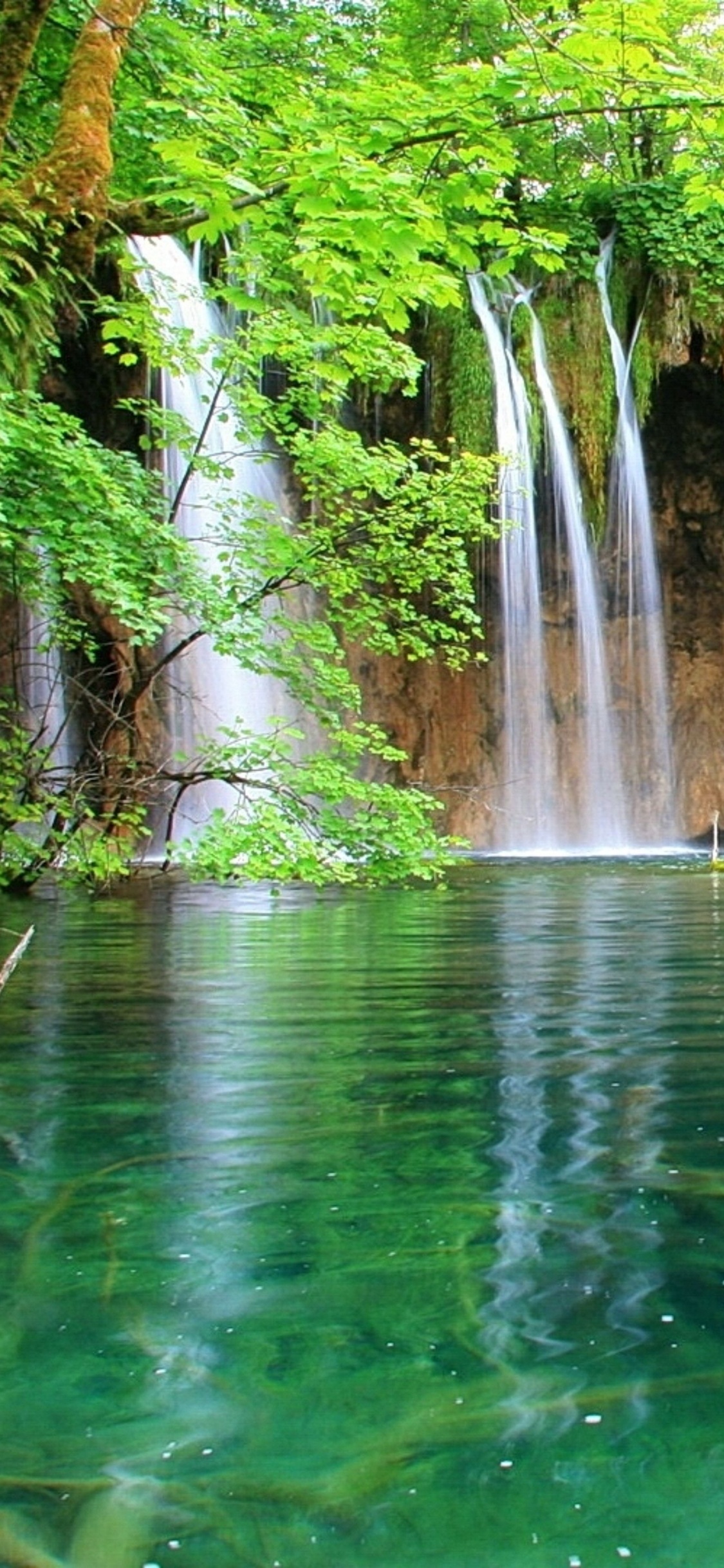 L'eau Tombe au Milieu de la Forêt. Wallpaper in 1125x2436 Resolution