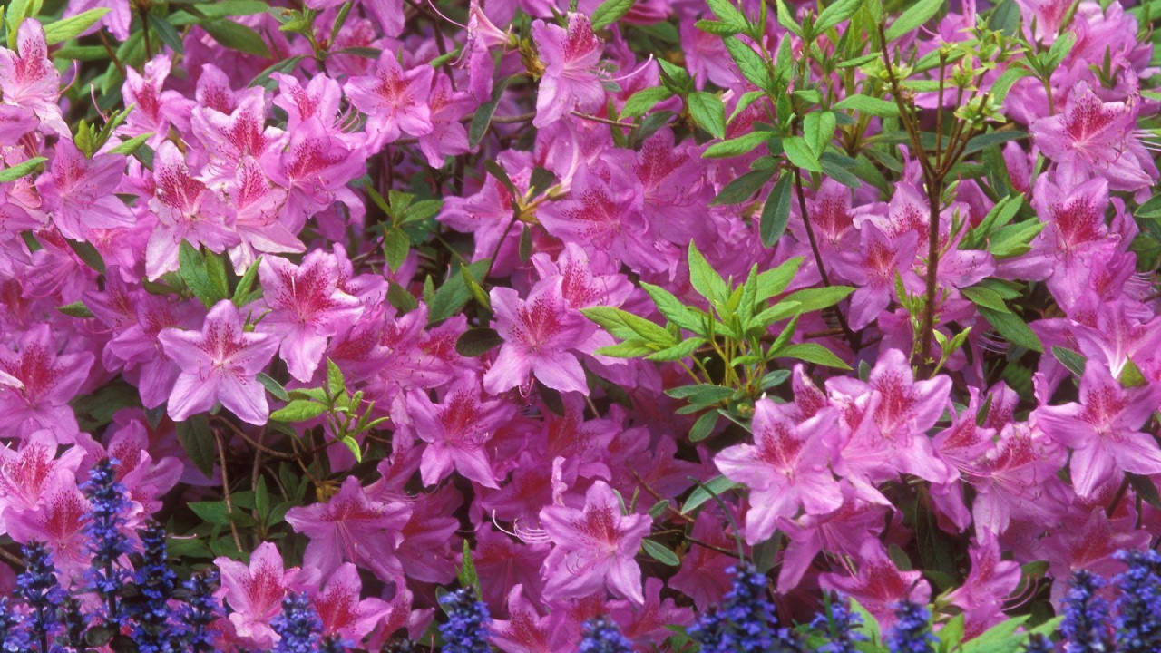 Pink Flowers With Green Leaves. Wallpaper in 1280x720 Resolution