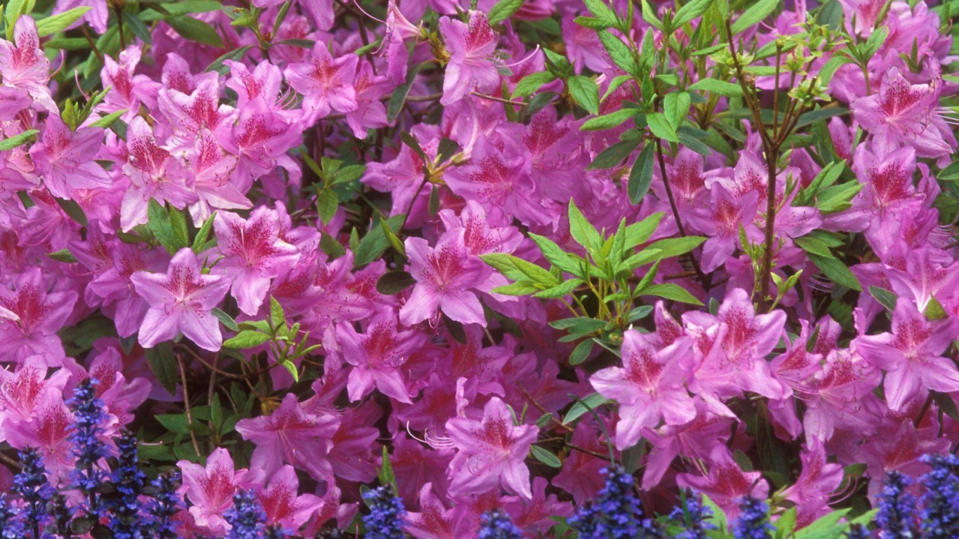 Pink Flowers With Green Leaves. Wallpaper in 1366x768 Resolution