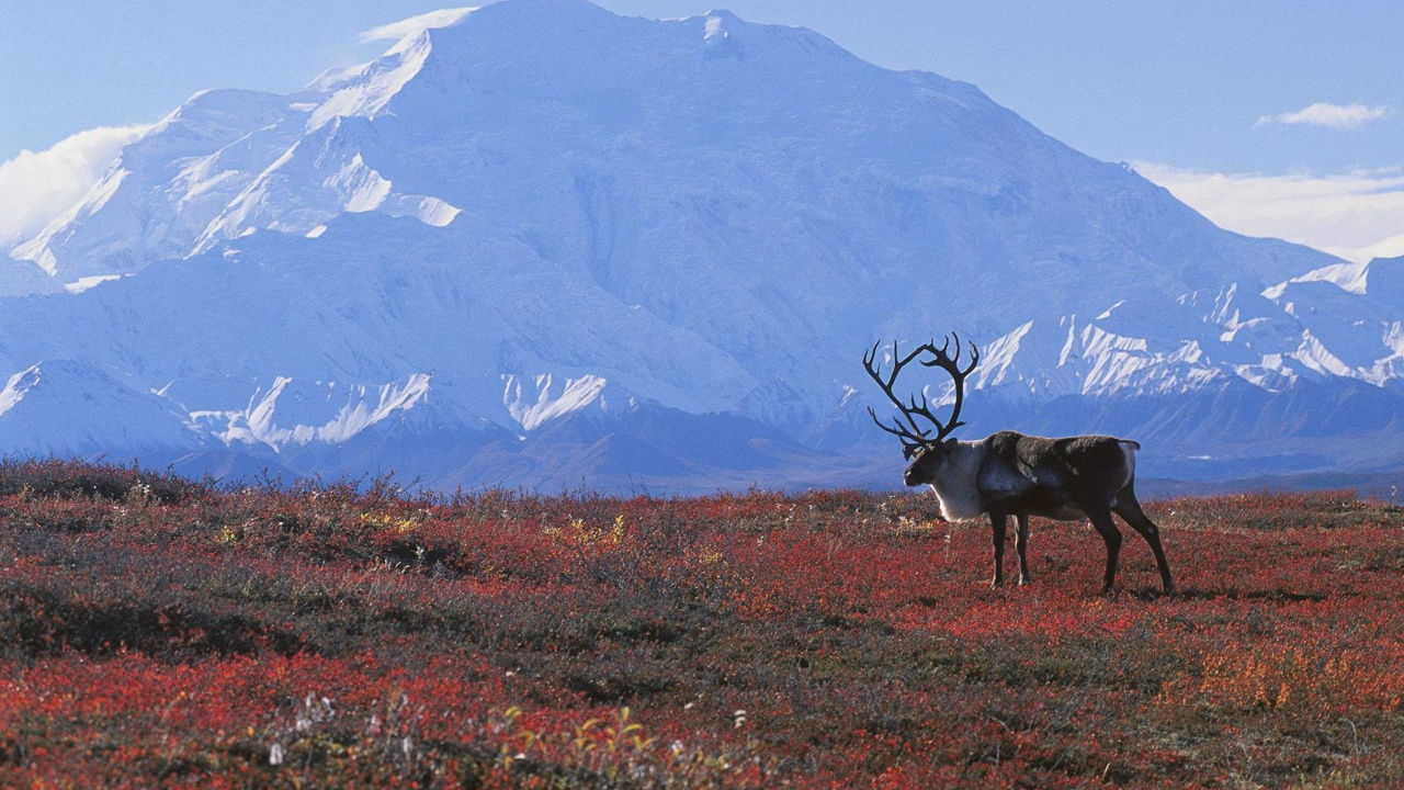 Brown Deer on Green Grass Field During Daytime. Wallpaper in 1280x720 Resolution
