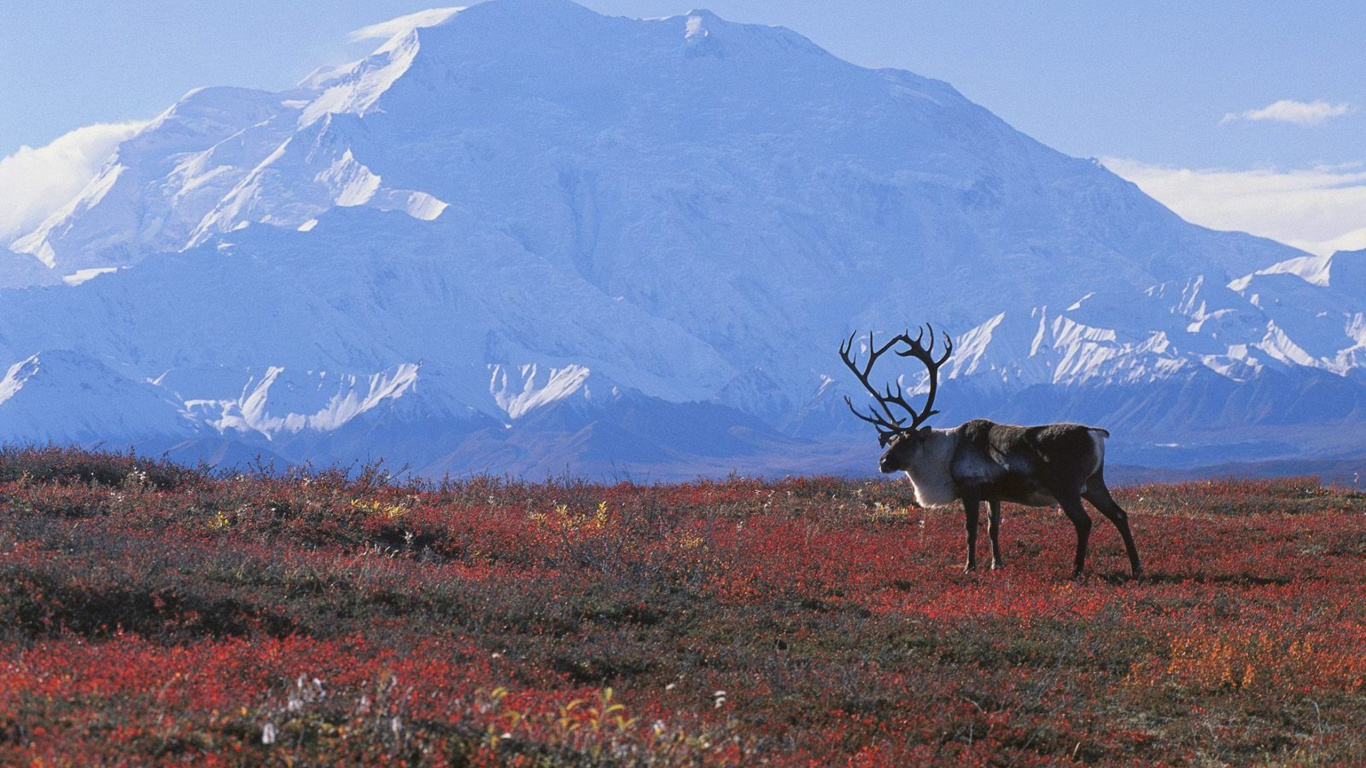 Brown Deer on Green Grass Field During Daytime. Wallpaper in 1366x768 Resolution