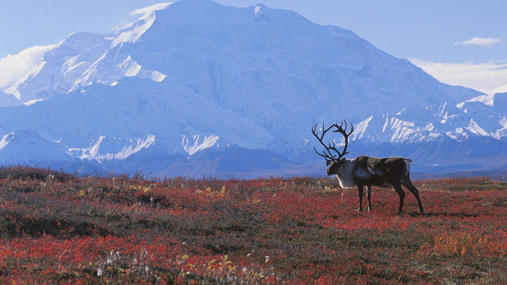 Brown Deer on Green Grass Field During Daytime. Wallpaper in 1920x1080 Resolution