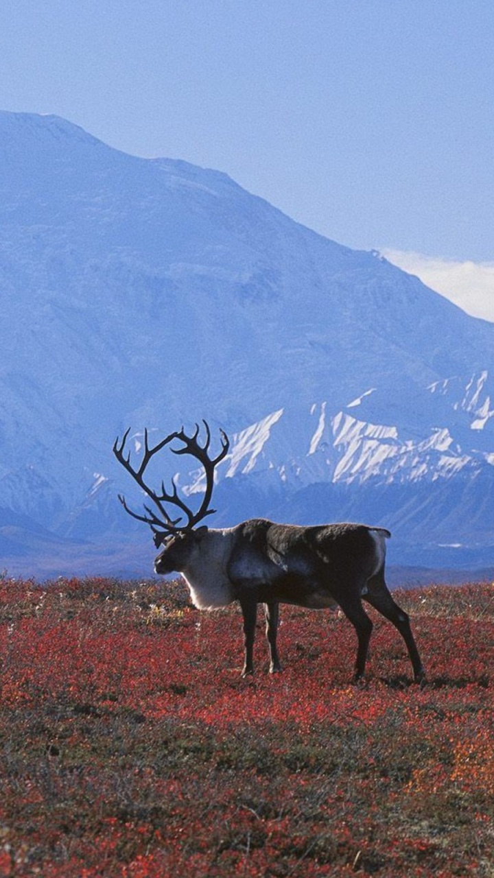 Brown Deer on Green Grass Field During Daytime. Wallpaper in 720x1280 Resolution