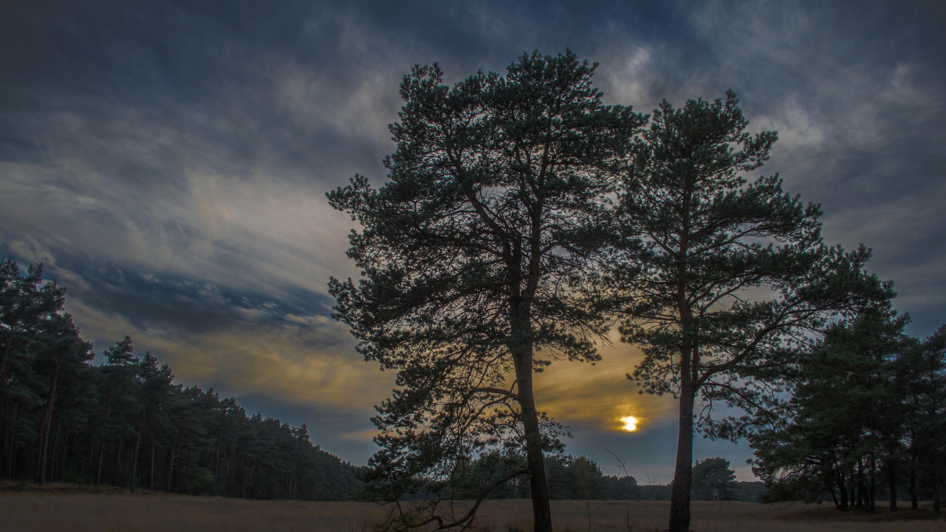 Green Trees Under Cloudy Sky During Daytime. Wallpaper in 1366x768 Resolution