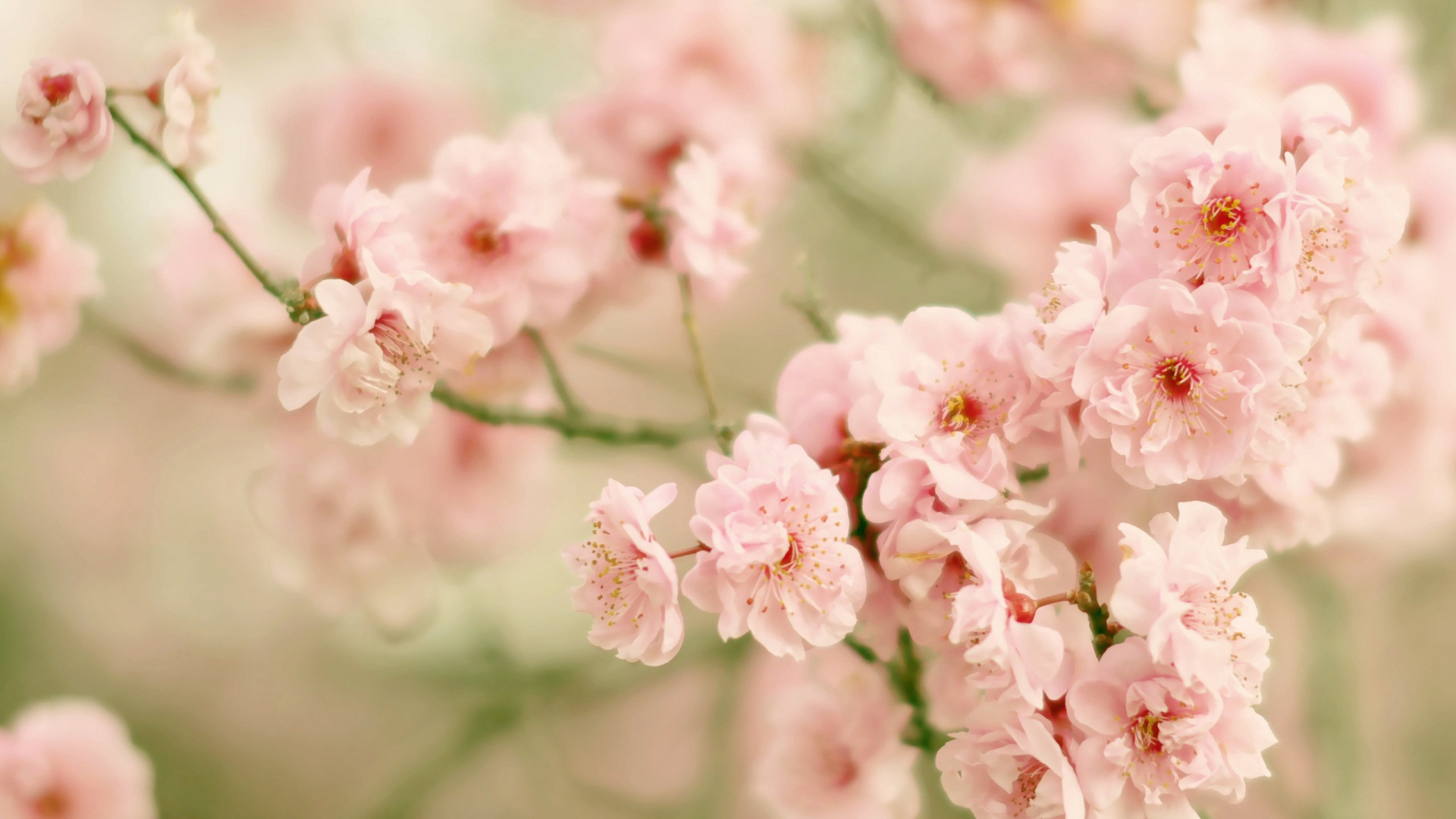 Pink Cherry Blossom in Close up Photography. Wallpaper in 1920x1080 Resolution