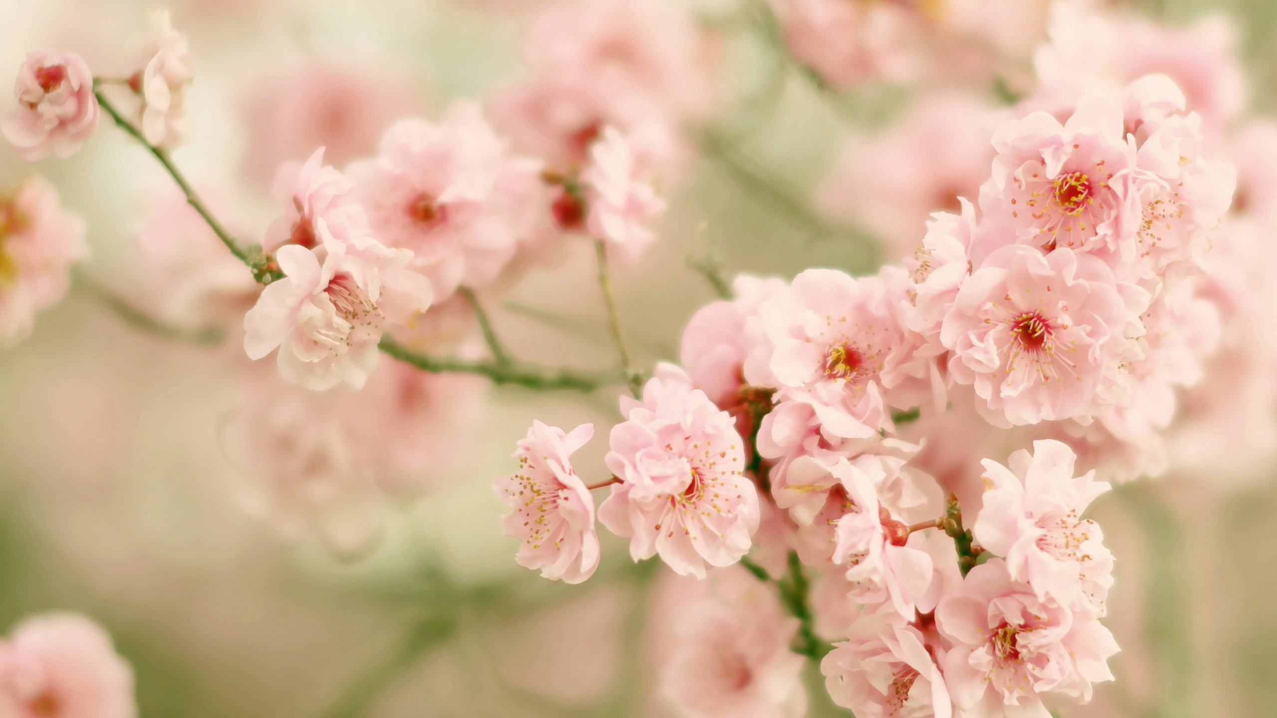Pink Cherry Blossom in Close up Photography. Wallpaper in 2560x1440 Resolution