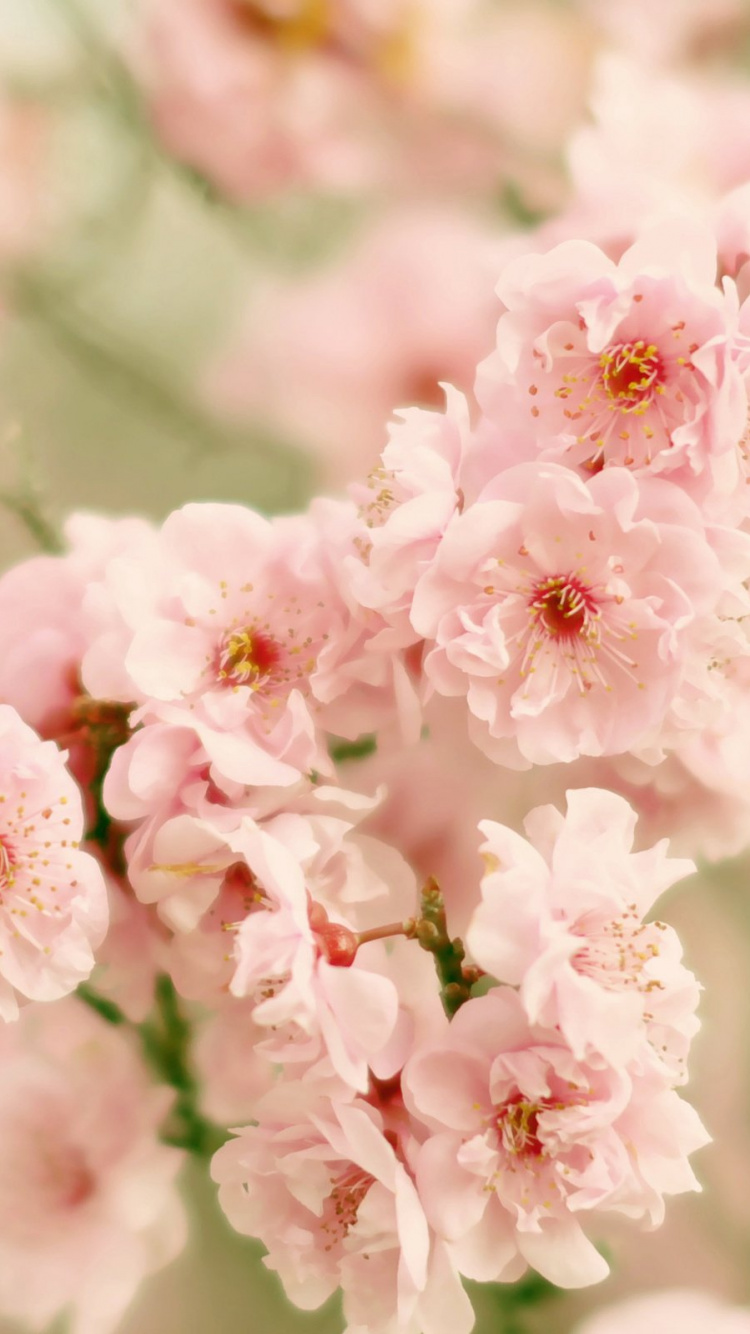 Pink Cherry Blossom in Close up Photography. Wallpaper in 750x1334 Resolution