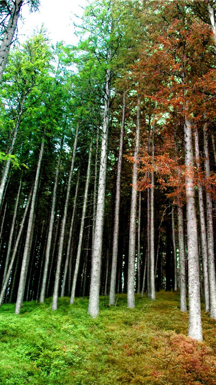 Árboles Verdes y Marrones en el Campo de Hierba Verde Durante el Día. Wallpaper in 750x1334 Resolution