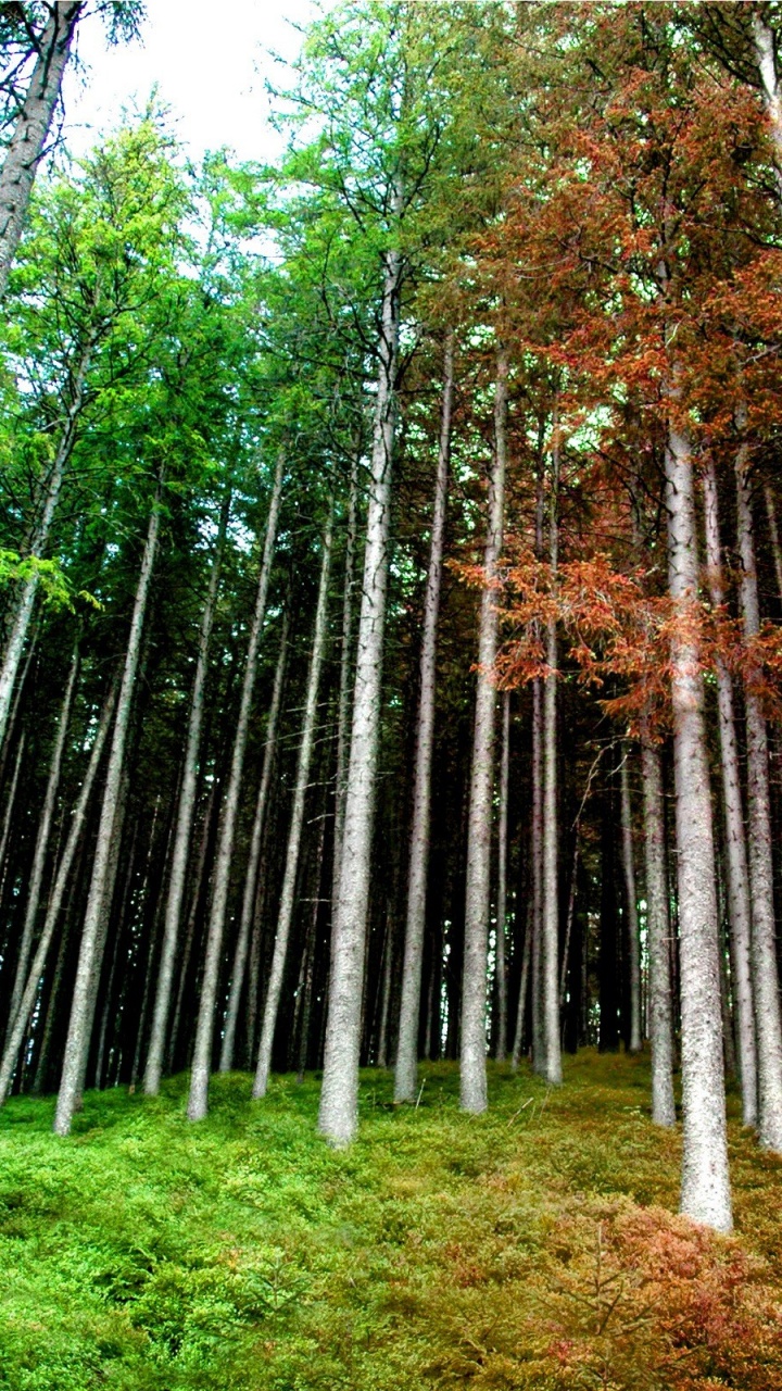 Green and Brown Trees on Green Grass Field During Daytime. Wallpaper in 720x1280 Resolution