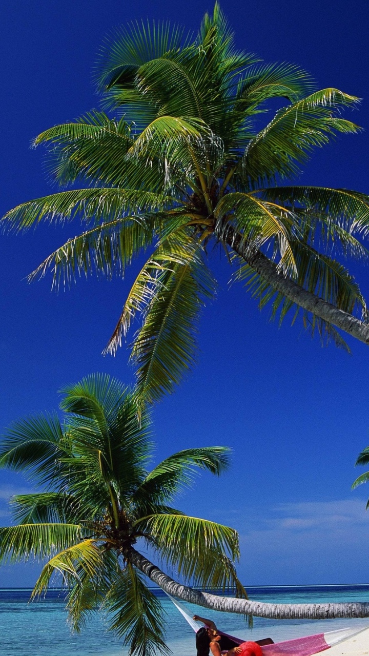 Palmera Cerca Del Cuerpo de Agua Durante el Día.. Wallpaper in 720x1280 Resolution