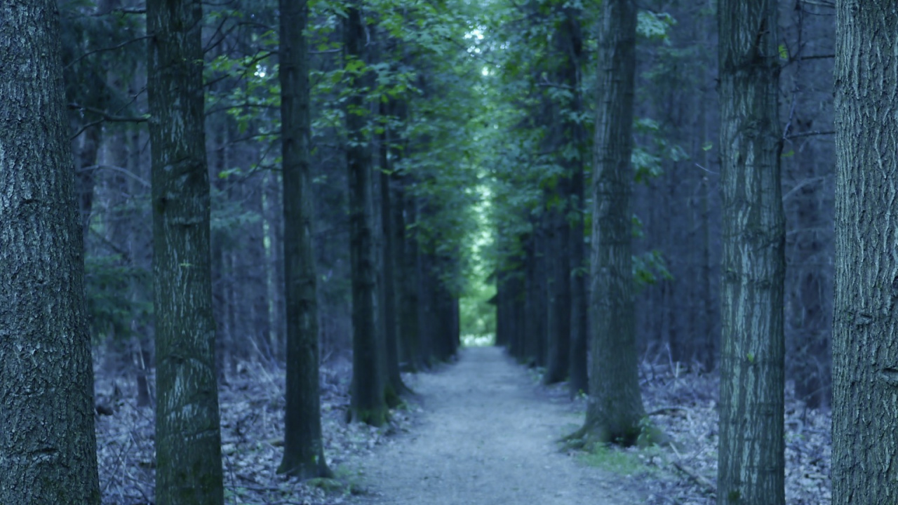 Green Trees on Gray Dirt Ground During Daytime. Wallpaper in 1280x720 Resolution