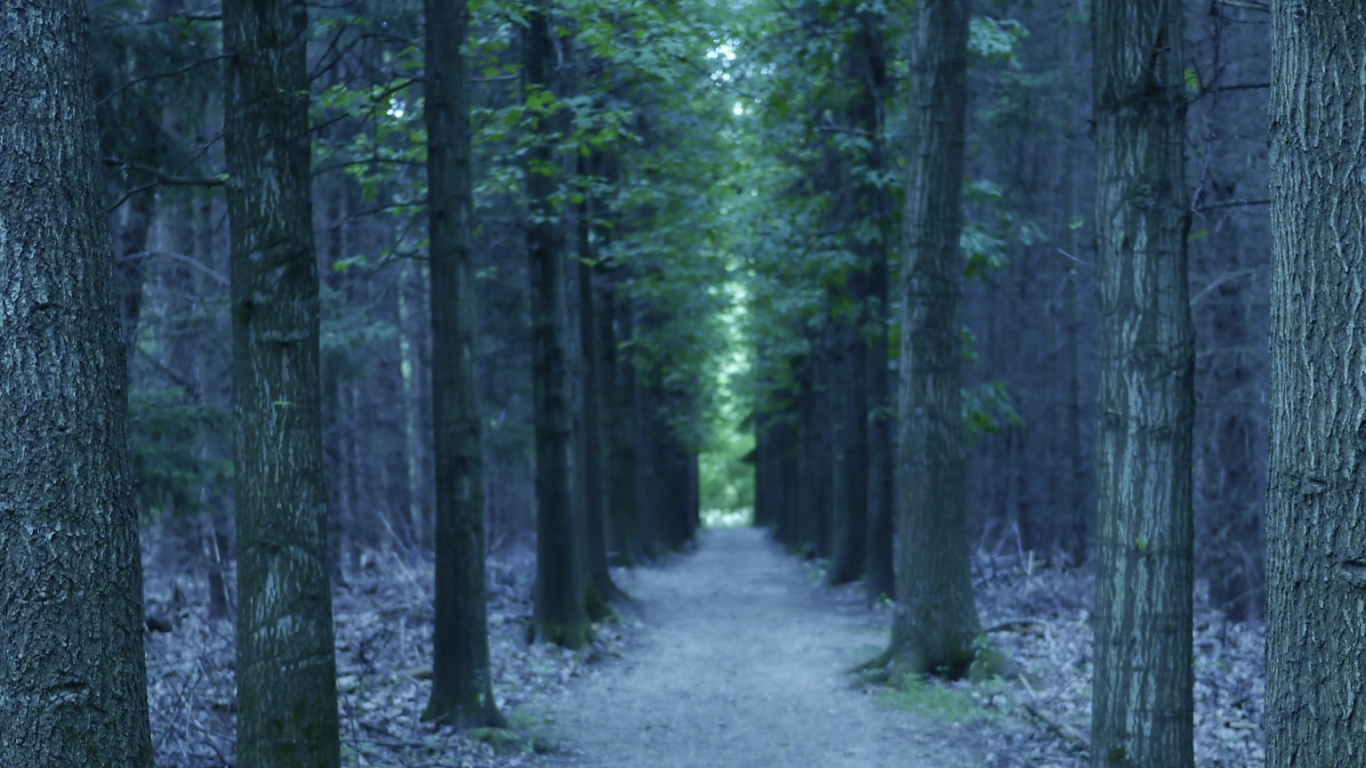 Green Trees on Gray Dirt Ground During Daytime. Wallpaper in 1366x768 Resolution
