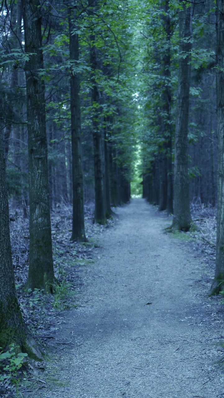 Green Trees on Gray Dirt Ground During Daytime. Wallpaper in 720x1280 Resolution