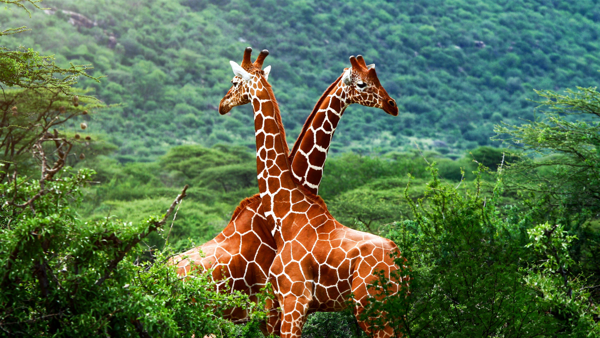 Girafe, Pour Les Animaux Terrestres, Giraffidae, la Réserve Naturelle De, le Parc National De. Wallpaper in 1920x1080 Resolution