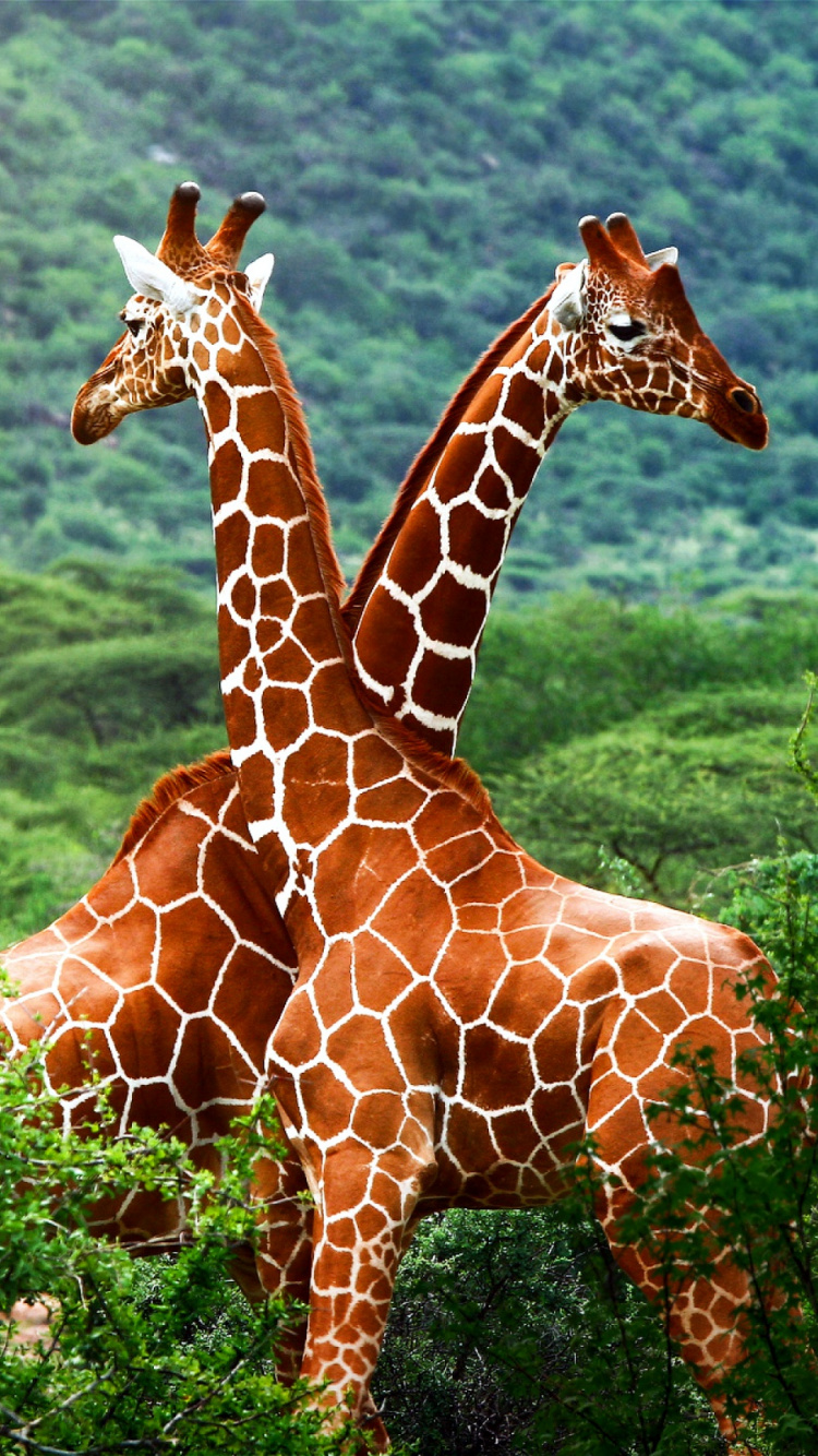 Giraffe, Terrestrische Tier, Giraffidae, Tierwelt, Naturschutzgebiet. Wallpaper in 750x1334 Resolution