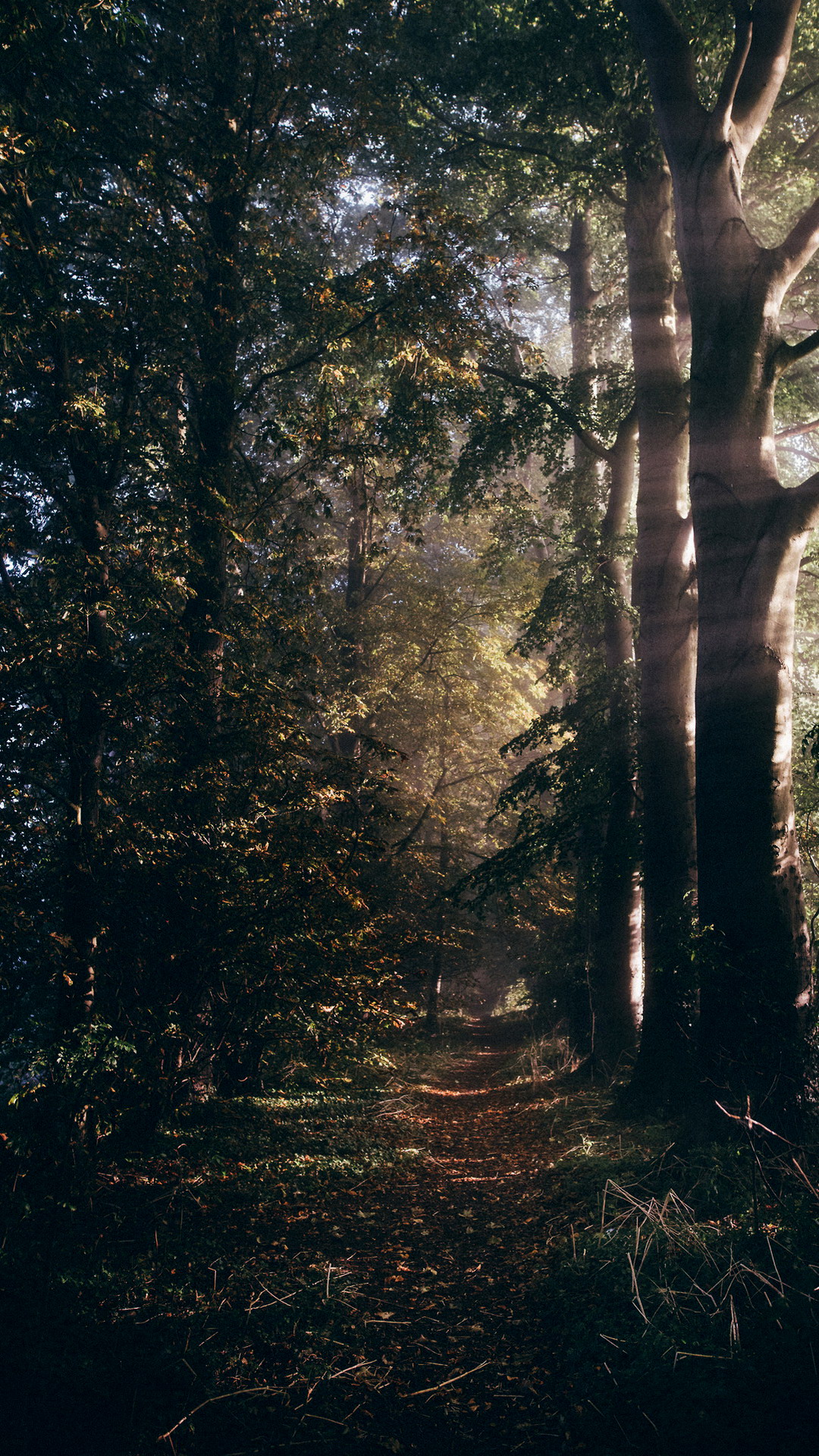 Damaksnis, Wald, Natur, Baum, Den Alten Wald. Wallpaper in 1080x1920 Resolution