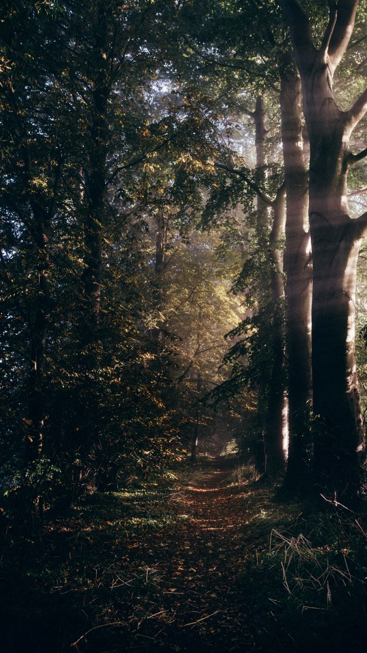 Woodland, Damaksnis, Forest, Nature, Tree. Wallpaper in 720x1280 Resolution