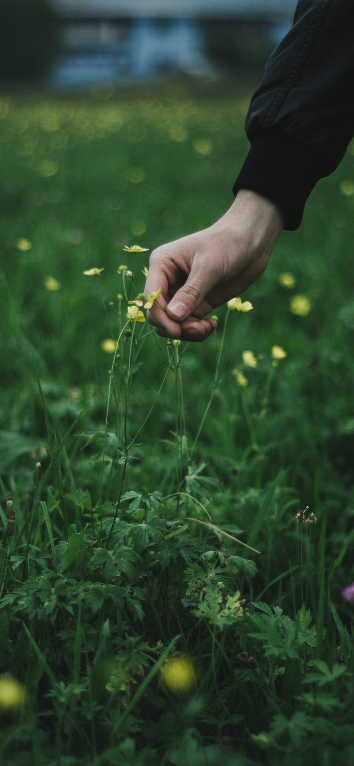 绿色的, 草, 草家庭, 弹簧, 草地上 壁纸 1125x2436 允许